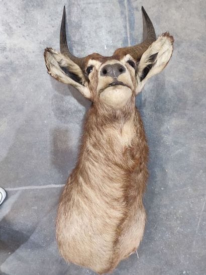 Cobe à croissant (Kobus ellipsyprimnus) (CH)...