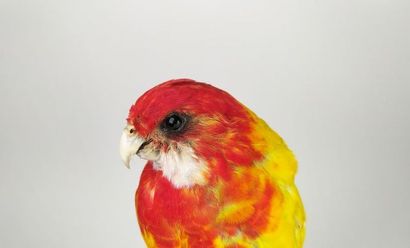 Perruche omnicolore à manteau d'or (Platycercus...
