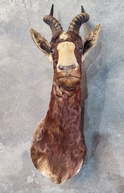 Blesbok (Damaliscus dorcas phillipsi) (CH):
Head...