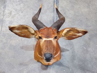 Western Bongo (Tragelaphus eurycerus eurycerus)...