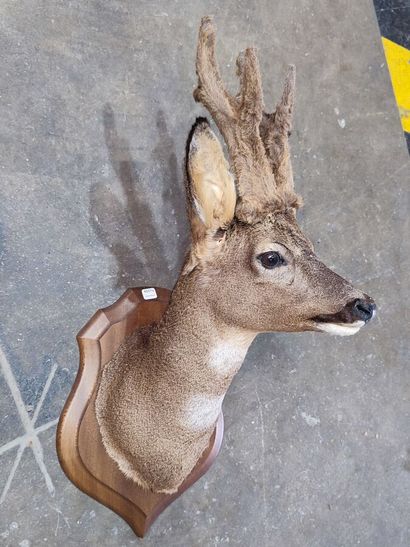 European roe deer (Capreolus capreolus) (CH)...