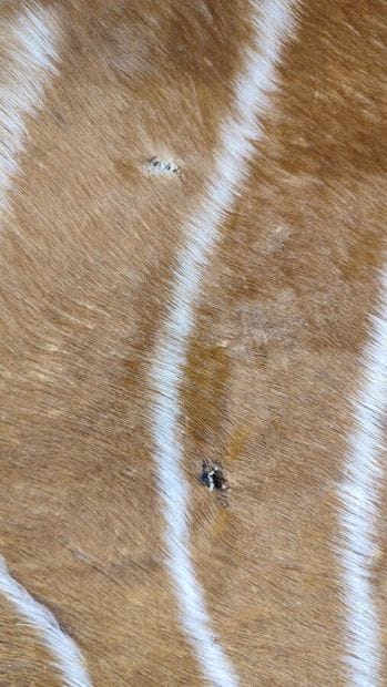 A set comprising various skins of Bovidae...