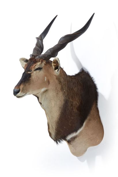 Elan de Derby (Taurotragus derbianus) (CH)...