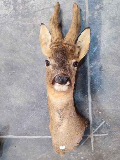 European roe deer (Capreolus capreolus) (CH):...
