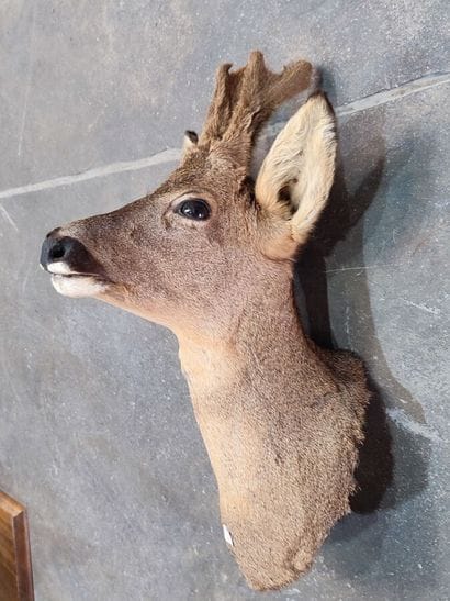 European roe deer (Capreolus capreolus) (CH):...