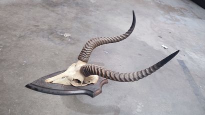 Antelope massacre mounted on escutcheon