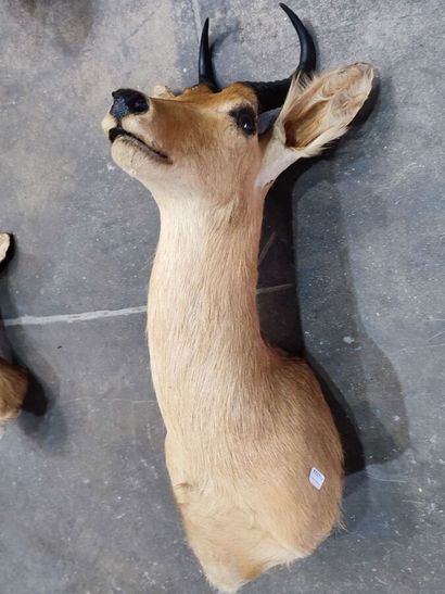 Reedbuck or Common Redunca (Redunca redunca)...