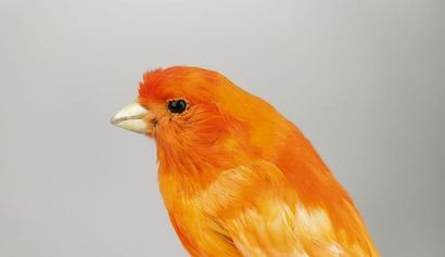 Canari domestique (Serinus canaria) (D) bagué...