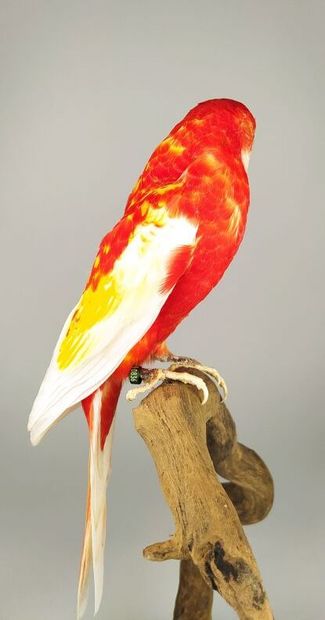 Perruche omnicolore (Platycercus eximius)...