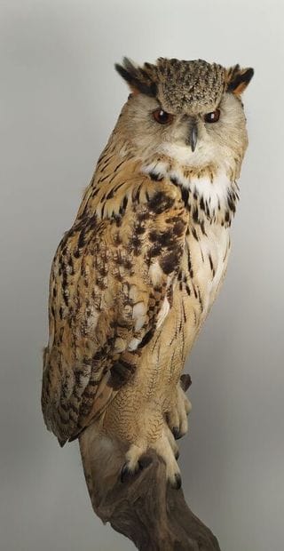 Hibou grand-duc d'Europe (II/A-CE) bagué...