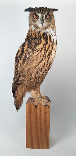 Hibou grand-duc d'Europe (II/A-CE) bagué...