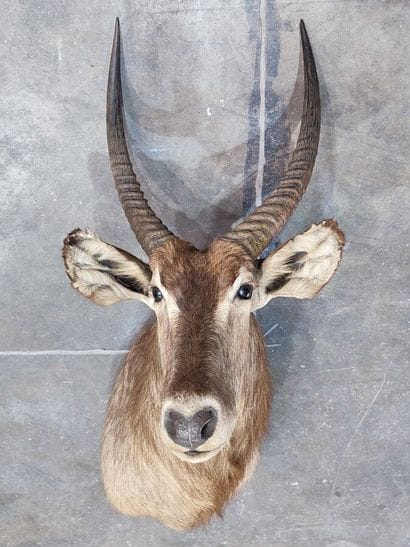 Cobe à croissant (Kobus ellipsyprimnus) (CH)...
