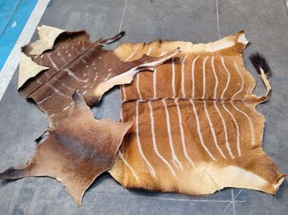 A set comprising various skins of Bovidae...