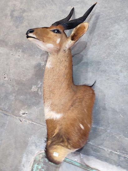 Guib harnaché (Tragelaphus scriptus) (CH)...