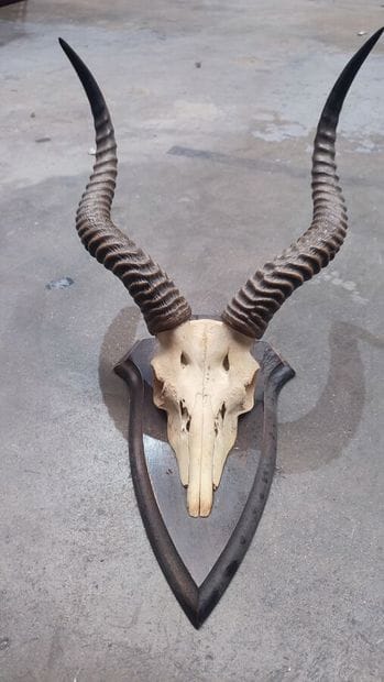Antelope massacre mounted on escutcheon