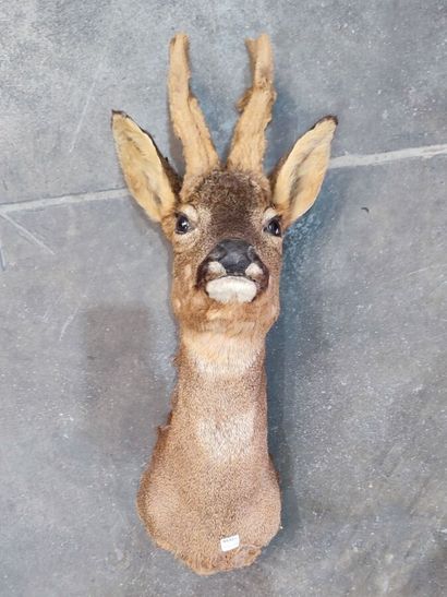 European roe deer (Capreolus capreolus) (CH):...