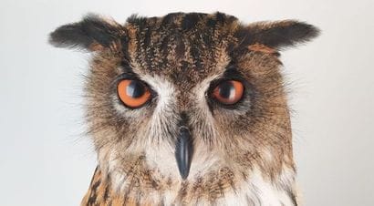 Hibou grand-duc d'Europe (II/A-CE) bagué...