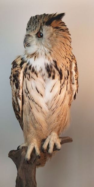 Hibou grand-duc d'Europe (II/A-CE) bagué...