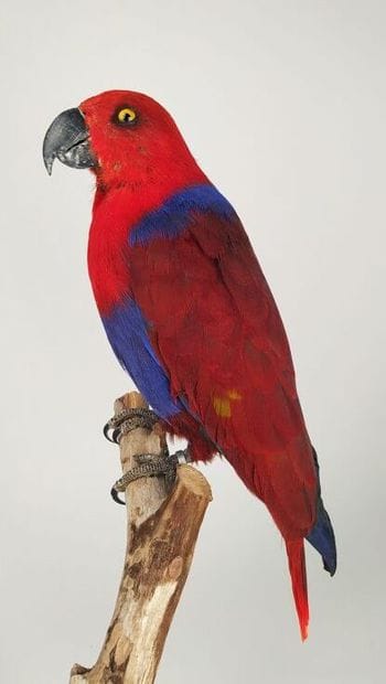 Perroquet grand eclectus (Eclectus roratus)...
