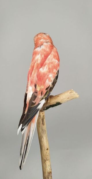 Perruche de Bourke (Neopsephotus Bourkii)...