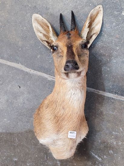 Grimm's duiker (Sylvicapra grimmia) (CH)
Head...