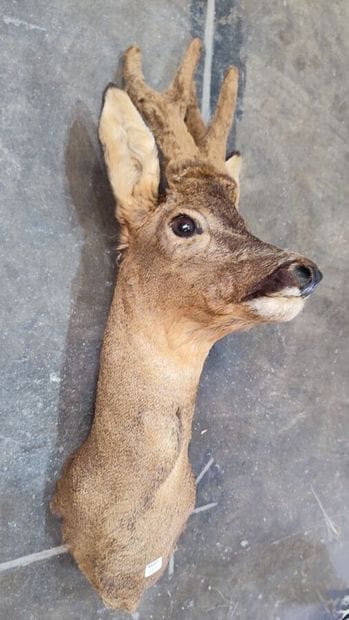 European roe deer (Capreolus capreolus) (CH):...
