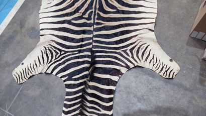 Burchell's zebra (Equus burchelli) (CH):
Beautiful...