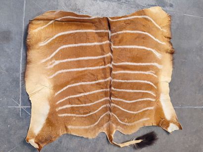 A set comprising various skins of Bovidae...