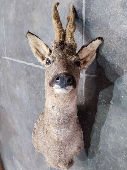 Chevreuil d'Europe (Capreolus capreolus)...