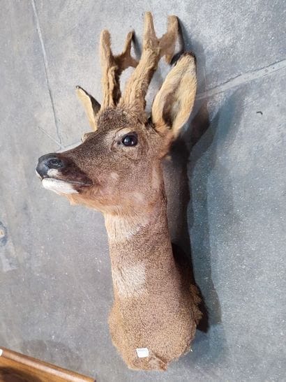 European roe deer (Capreolus capreolus) (CH):...
