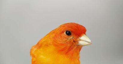 Canari domestique (Serinus canaria) (D) bagué...