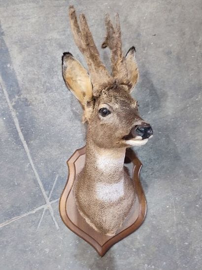 European roe deer (Capreolus capreolus) (CH)...