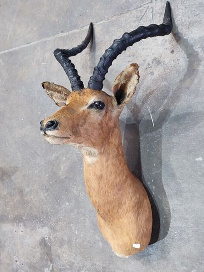 Impala (Aepyceros melampus) (CH):
Head in...