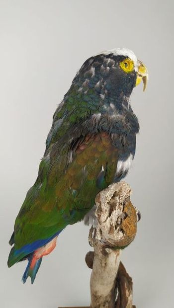 Pione à couronne blanche (Pionus senilis)...
