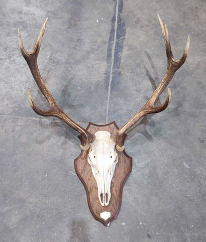 Red deer (Cervus elaphus) (CH): 
Massacre...