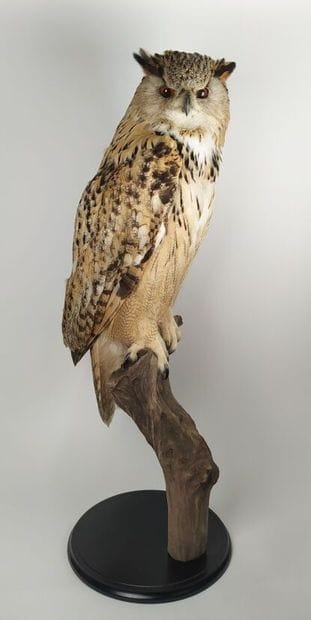 Hibou grand-duc d'Europe (II/A-CE) bagué...