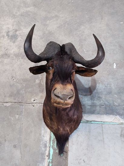 White-tailed black wildebeest (Connochaetes...