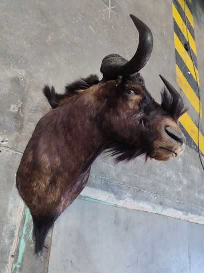 White-tailed black wildebeest (Connochaetes...