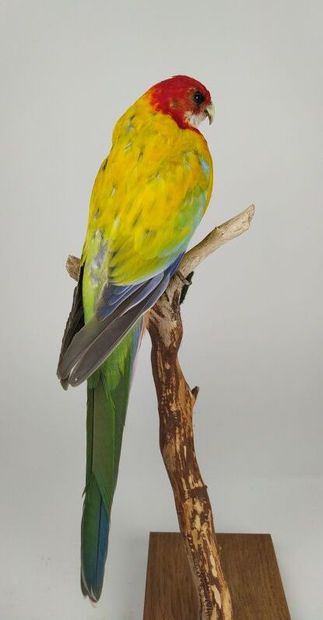 Perruche omnicolore à manteau d'or (Platycercus...