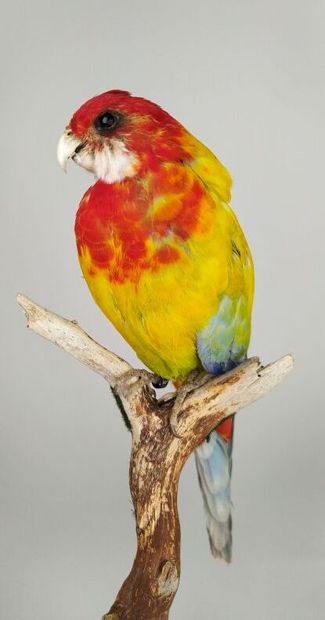 Perruche omnicolore à manteau d'or (Platycercus...