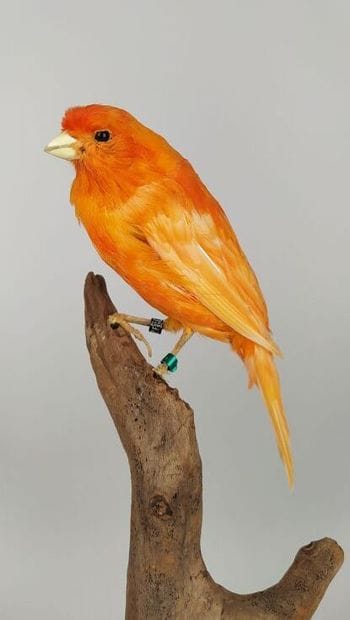 Canari domestique (Serinus canaria) (D) bagué...