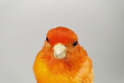 Canari domestique (Serinus canaria) (D) bagué...