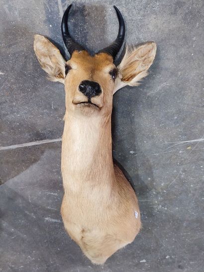Reedbuck or Common Redunca (Redunca redunca)...