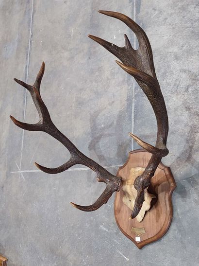 Red deer (Cervus elaphus) (CH): 
Frontal...