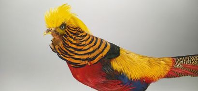 Faisan doré (Chrysolophus pictus) (D) : 
Beau...