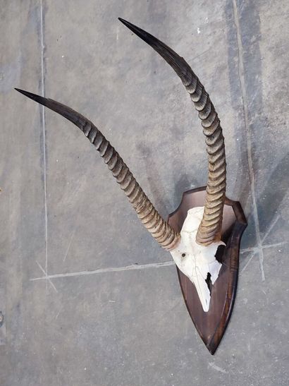 A set comprising 2 escutcheon-mounted Bovidae...