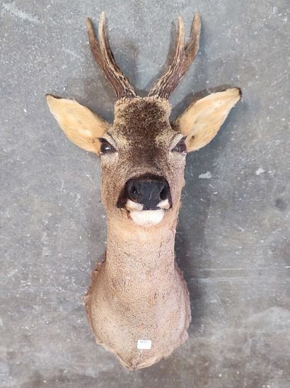European roe deer (Capreolus capreolus) (CH):...
