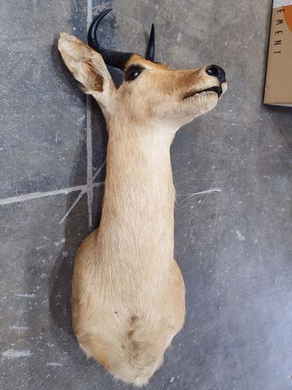Reedbuck or Common Redunca (Redunca redunca)...