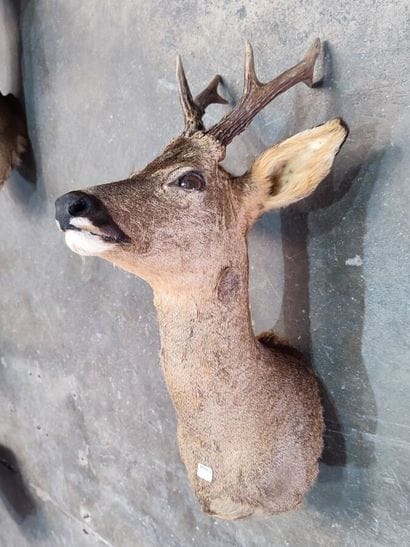 European roe deer (Capreolus capreolus) (CH):...