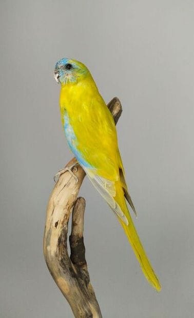 Perruche turquoisine (Neophema pulchella)...